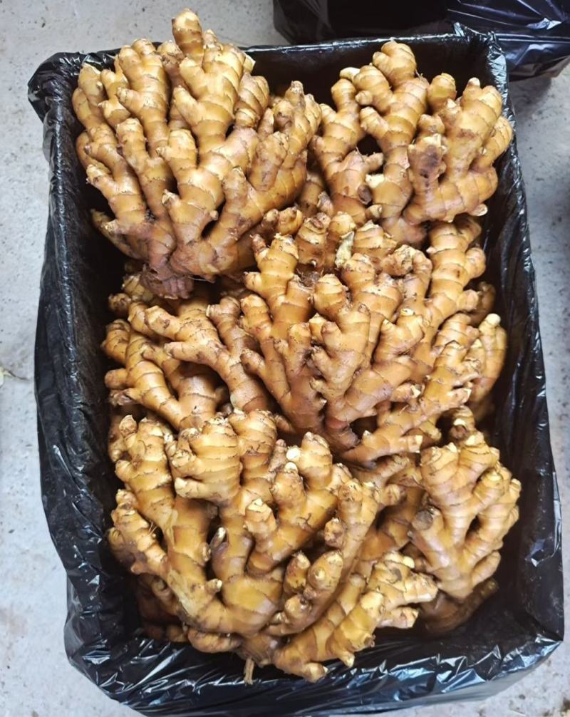 湖南小黄姜