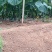 本地黄瓜