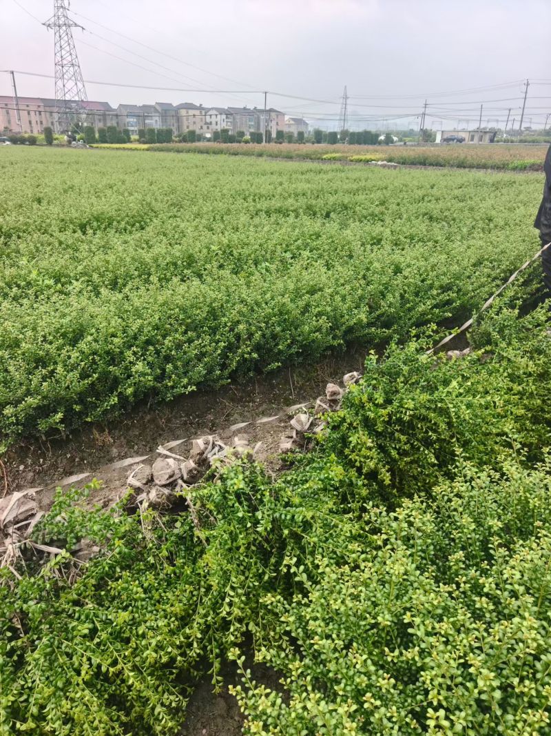 龟甲冬青小毛球平面高度40一50cm，基地有量，欢迎订购