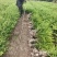 龟甲冬青小毛球平面高度40一50cm，基地有量，欢迎订购
