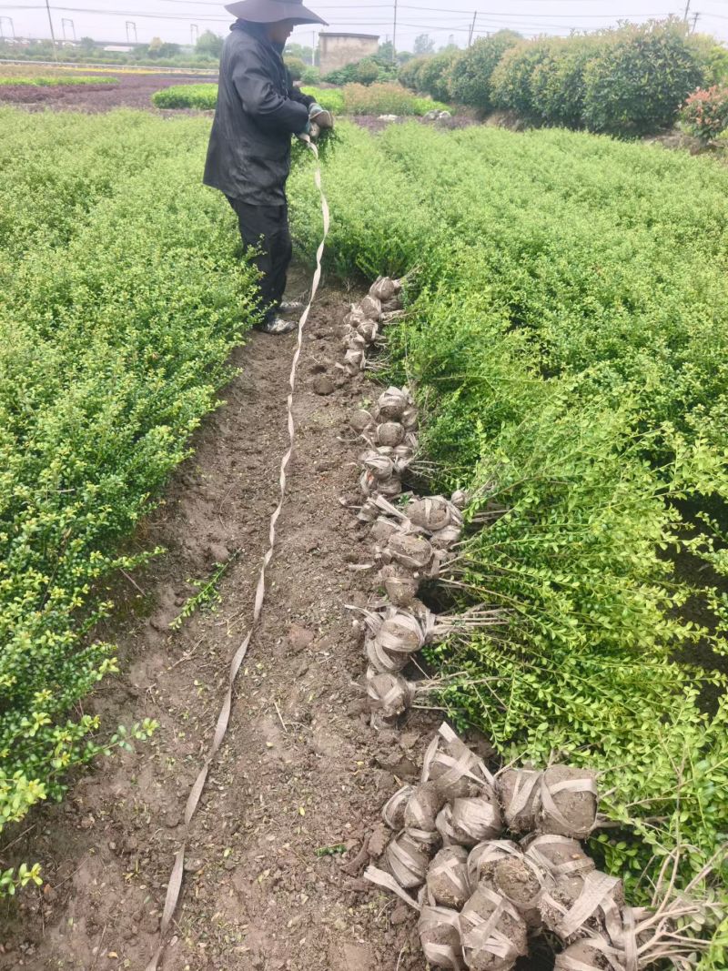 龟甲冬青小毛球平面高度40一50cm，基地有量，欢迎订购