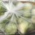 花姑娘香瓜自然香味、口感一级棒都是回头客