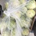 花姑娘香瓜自然香味、口感一级棒都是回头客