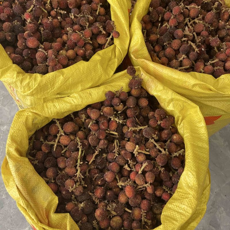 新鲜砂仁批发