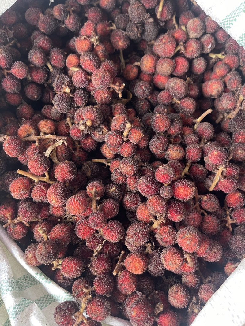 新鲜砂仁批发