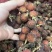 新鲜砂仁批发
