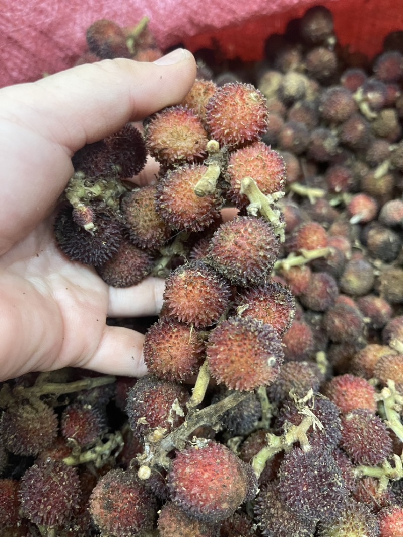 新鲜砂仁批发