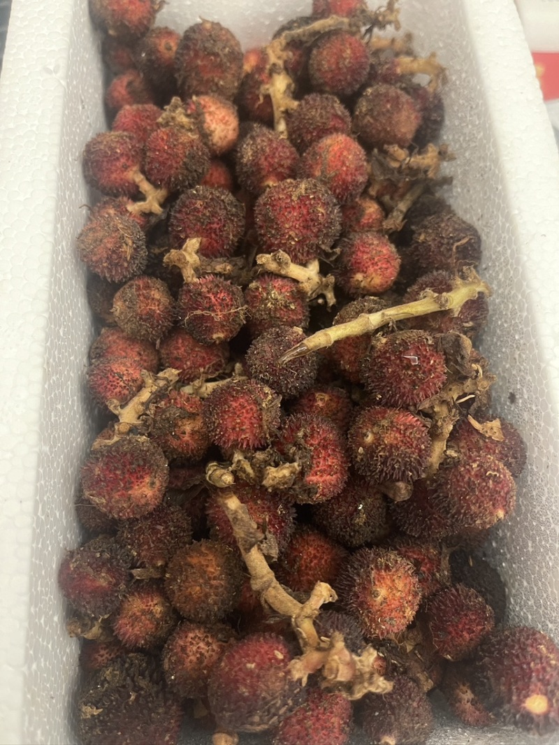 新鲜砂仁批发