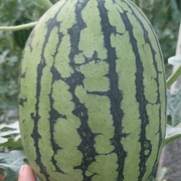 小糖丸吊瓜