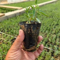 营养杯酸枣苗