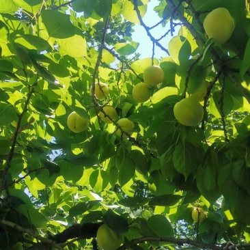 香白杏