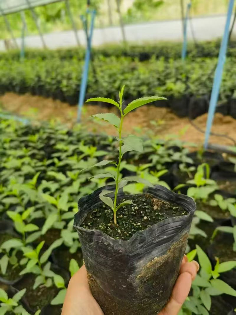 营养杯酸枣苗