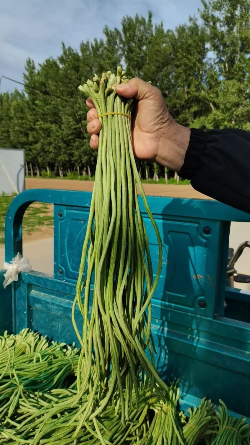 精品豆角，青条长豆角，豇豆，现摘现发