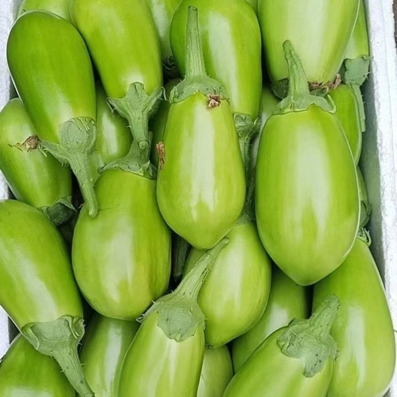 河南青茄子青皮绿茄子新鲜农家自种新鲜蔬菜无籽蔬菜餐厅超市直供