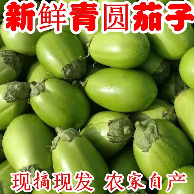 西华本地绿茄子日供5000斤+新鲜无空心商超/团购