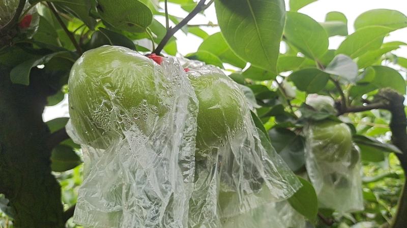 翠玉梨