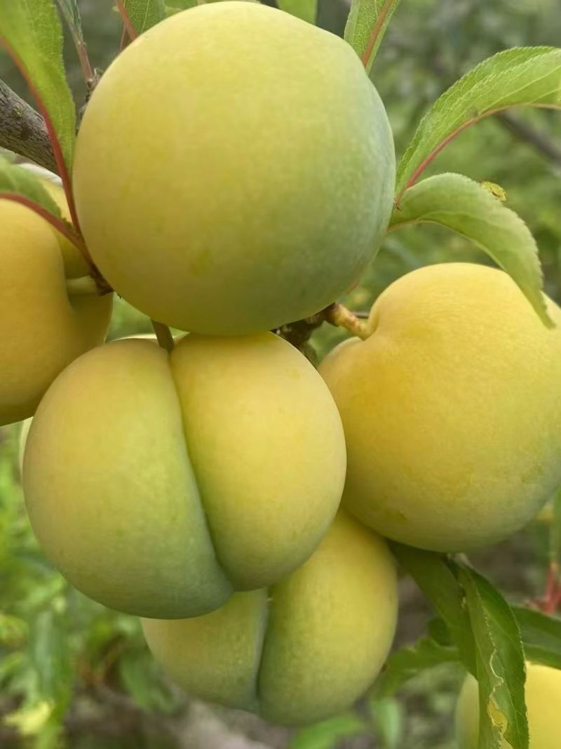 贵州六马蜂糖李