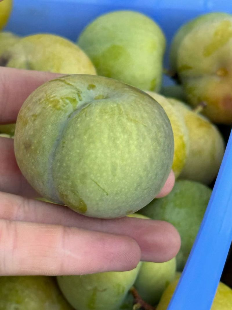（正宗六马蜂糖李）六马蜂糖李种植户产地直供