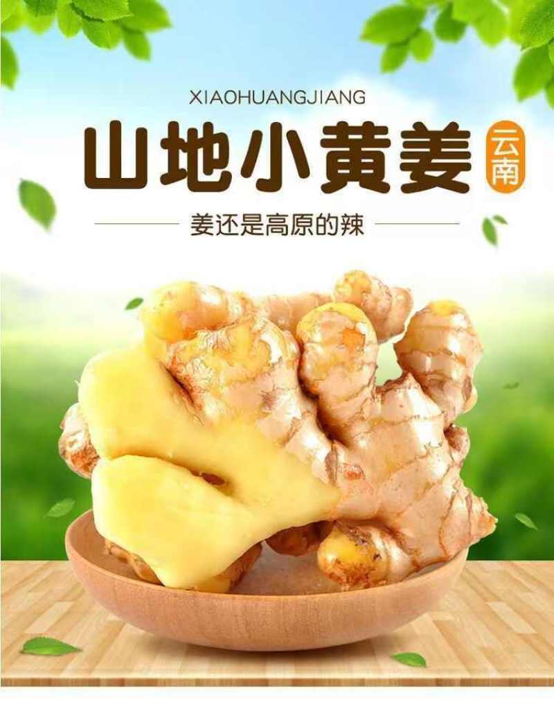 云南小黄姜