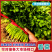 【实力优选】大叶香菜/辽宁大叶香菜/精选香菜/量大价美