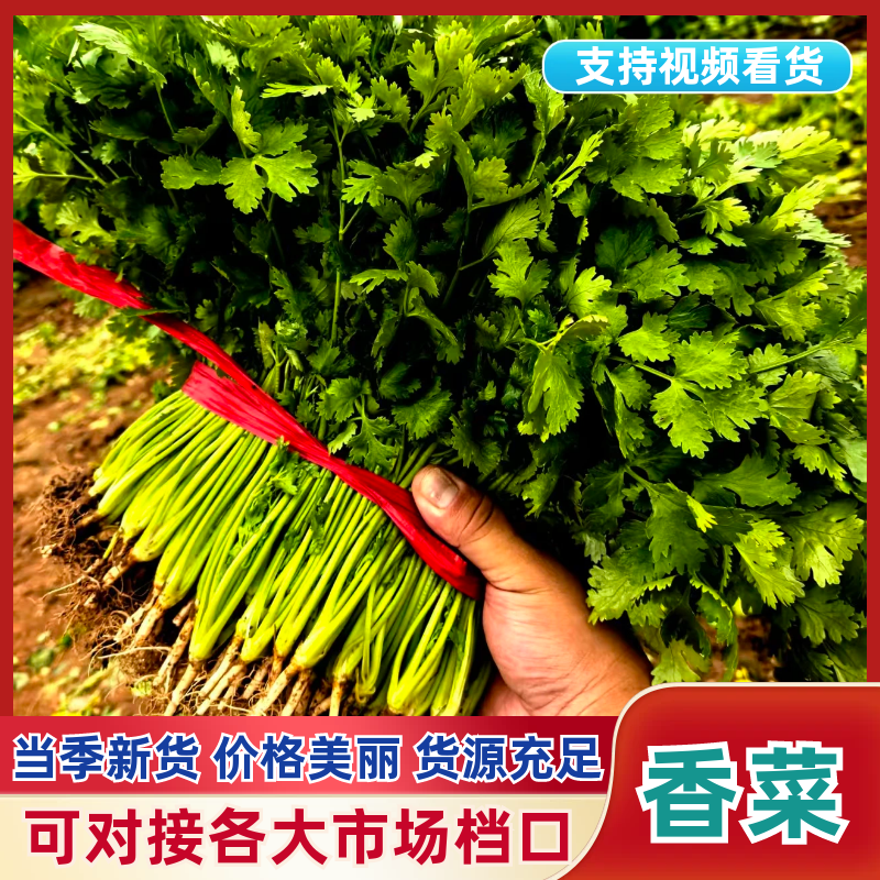 【实力优选】大叶香菜/辽宁大叶香菜/精选香菜/量大价美