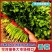 【实力优选】大叶香菜/辽宁大叶香菜/精选香菜/量大价美