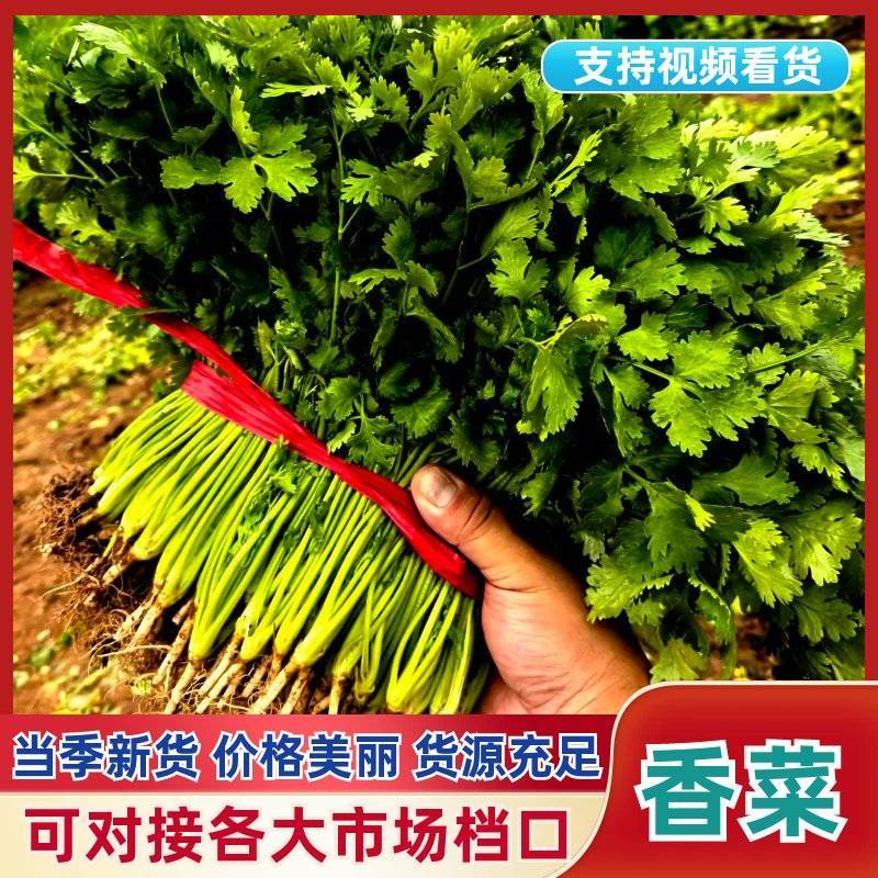【实力优选】大叶香菜/辽宁大叶香菜/精选香菜/量大价美