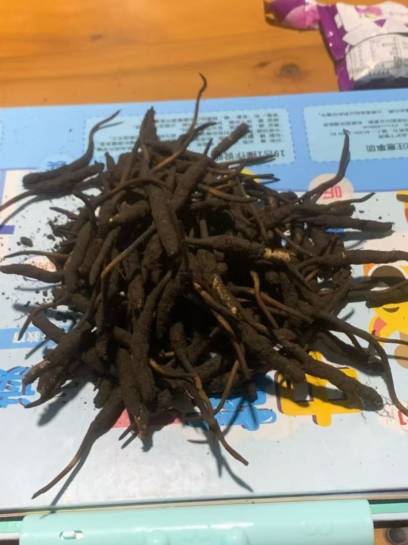 【青海果洛原产散装虫草足干现货产地直发量大丛】青海果洛