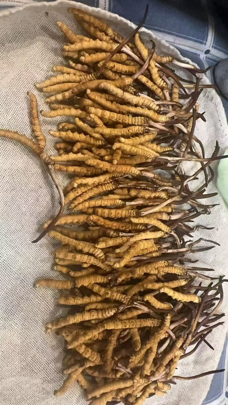 【青海果洛原产散装虫草足干现货产地直发量大丛】青海果洛
