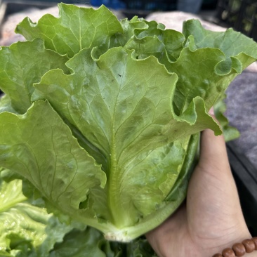 精品罗马生菜