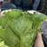精品罗马生菜