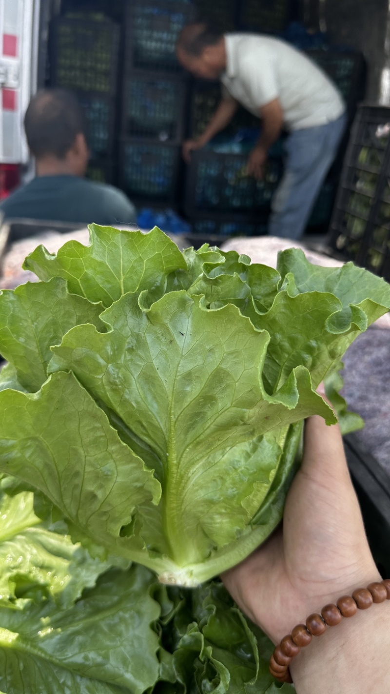 精品罗马生菜