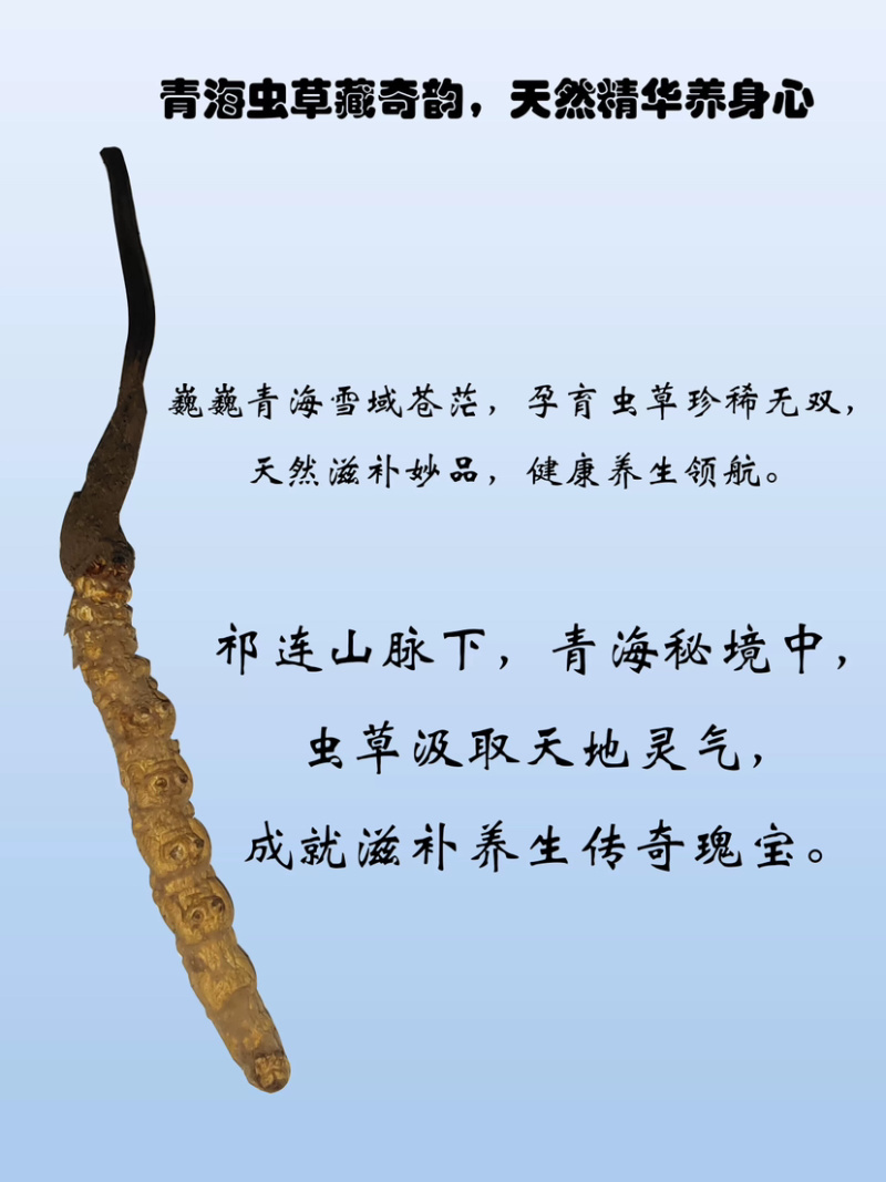 【青海果洛原产散装虫草足干现货产地直发量大丛】青海果洛