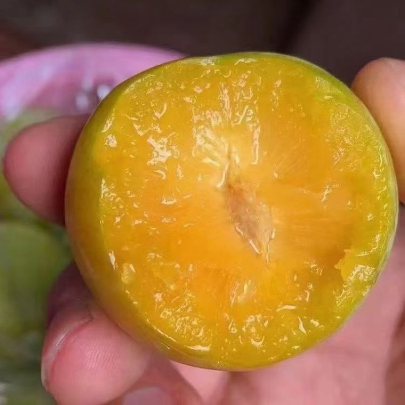贵州六马核心产地蜂糖李