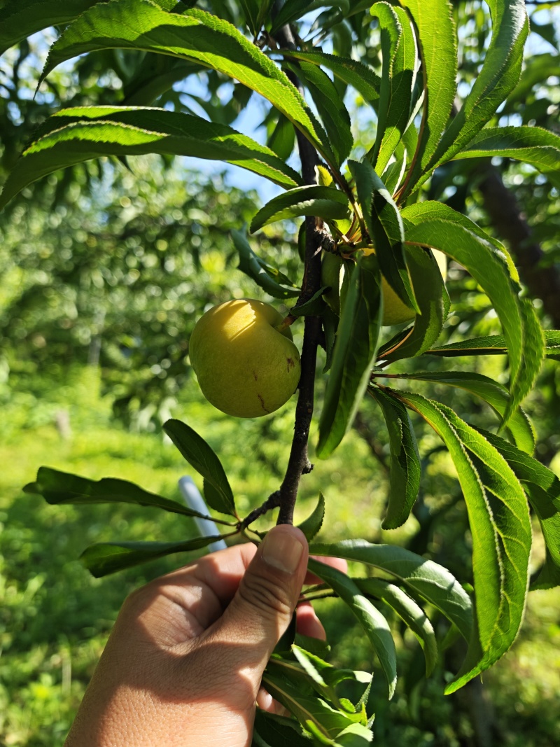 贵州六马核心产地蜂糖李