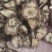 红藤野生大血藤血塞通恩施大血藤脑血通可食用正品无硫无杂质