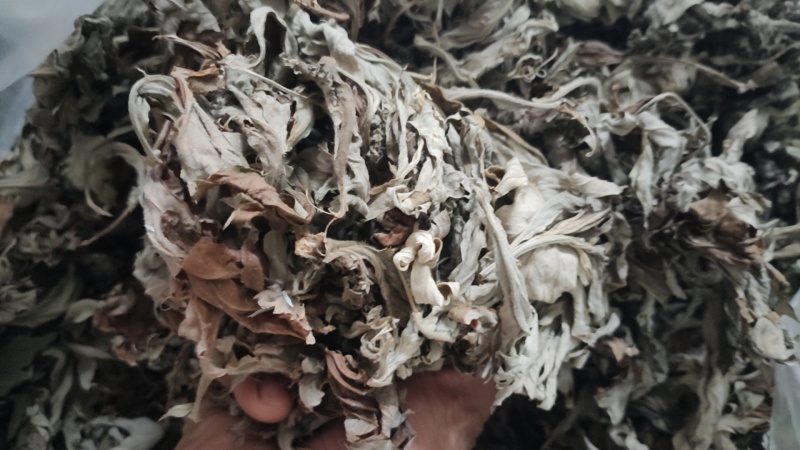 湖北艾叶端午艾陈艾头茬艾大白艾大艾叶艾绒艾条