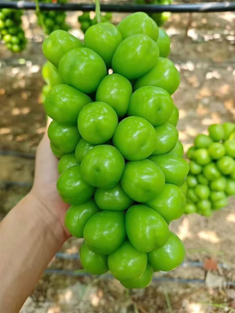 西昌精品阳光玫瑰