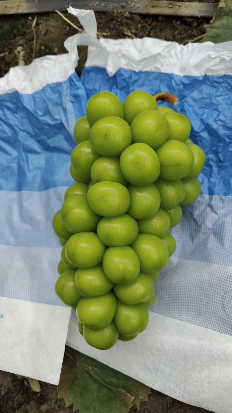 西昌精品阳光玫瑰