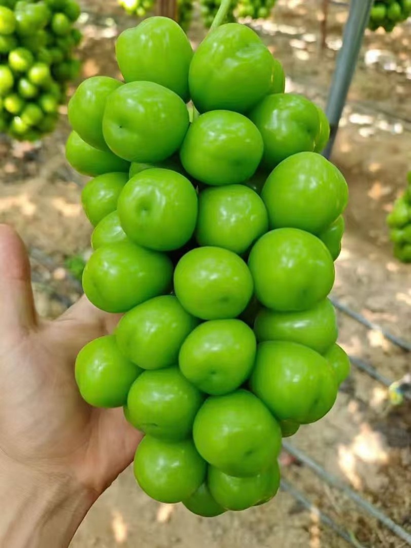 西昌精品阳光玫瑰