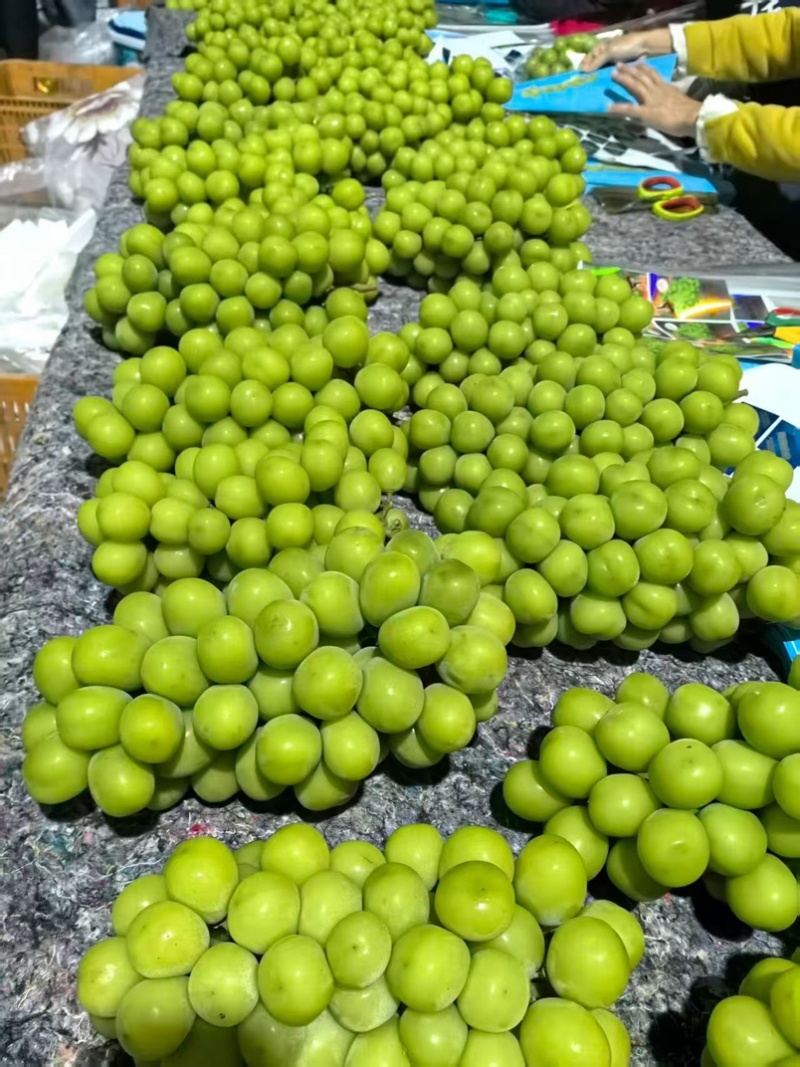 西昌精品阳光玫瑰