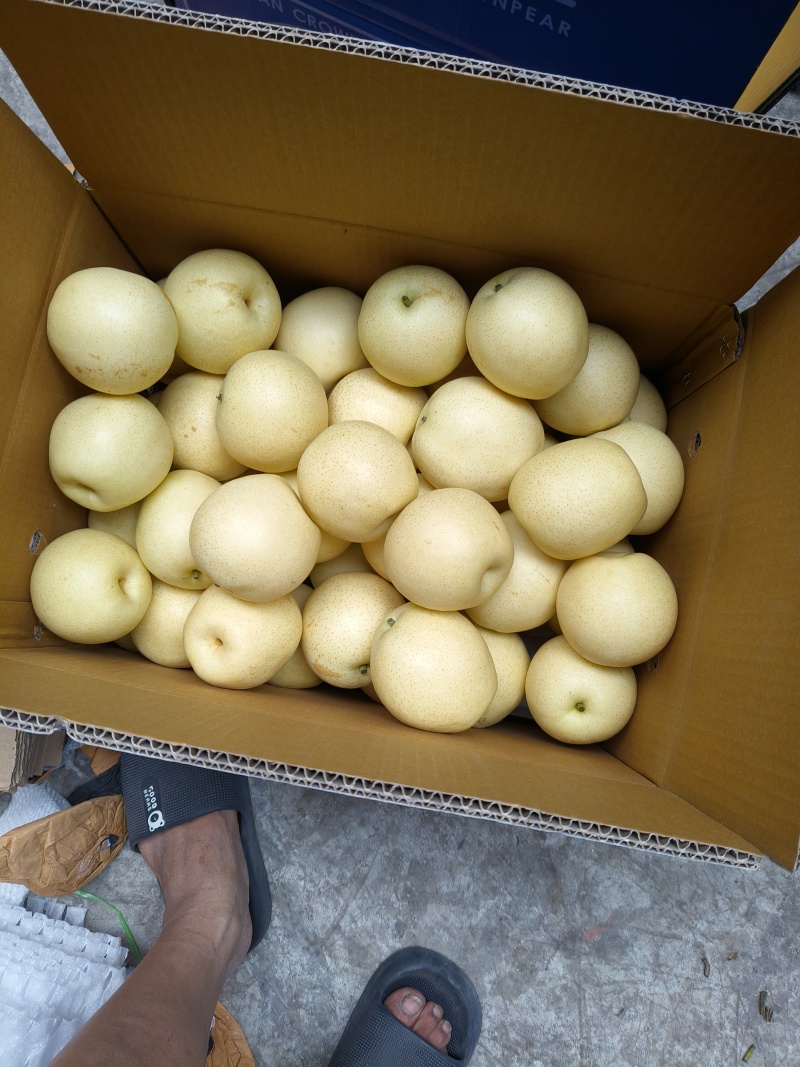 皇冠梨白皮皇冠，青皮皇冠