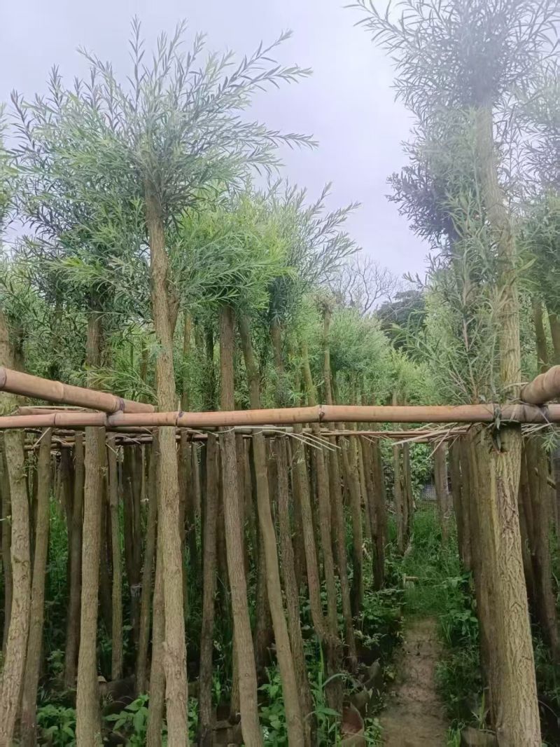 串钱柳（红千层）3-10分，大量现货