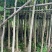 腊肠树4-10分