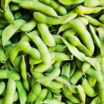 四川攀枝花毛豆/产区直发/货源充足/大量有货