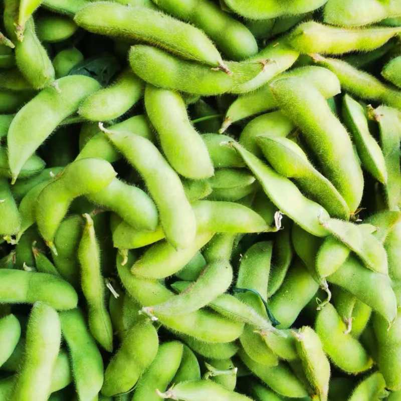 四川攀枝花毛豆/产区直发/货源充足/大量有货