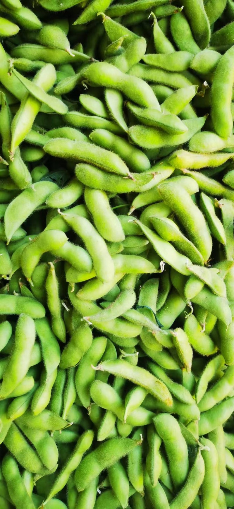 四川攀枝花毛豆/产区直发/货源充足/大量有货