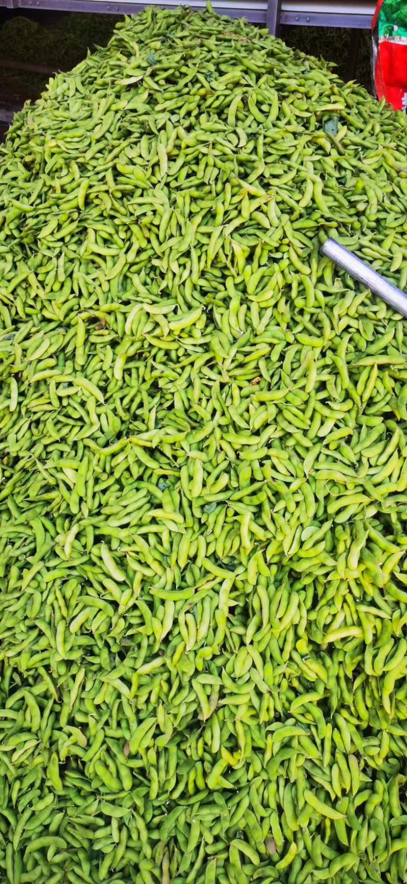 四川攀枝花毛豆/产区直发/货源充足/大量有货