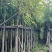 腊肠树4-10分
