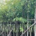 腊肠树4-10分